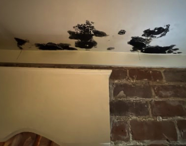 mold inspection Savannah GA
